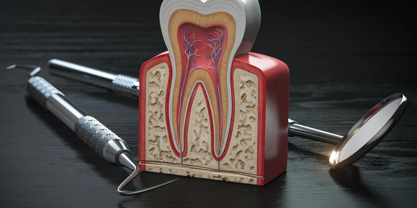 tooth-anatomy-cross-section-with-dental-instrument-2026-01-08-07-15-30-utc copia